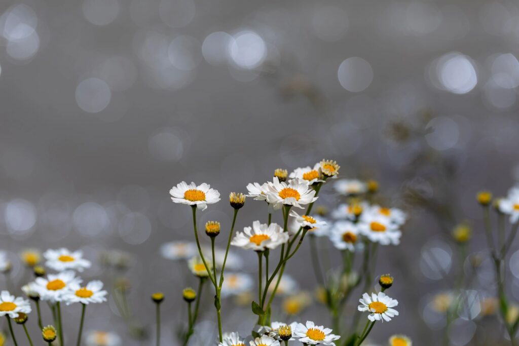 Daisy